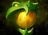 item_orb_of_venom