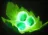 item_tango